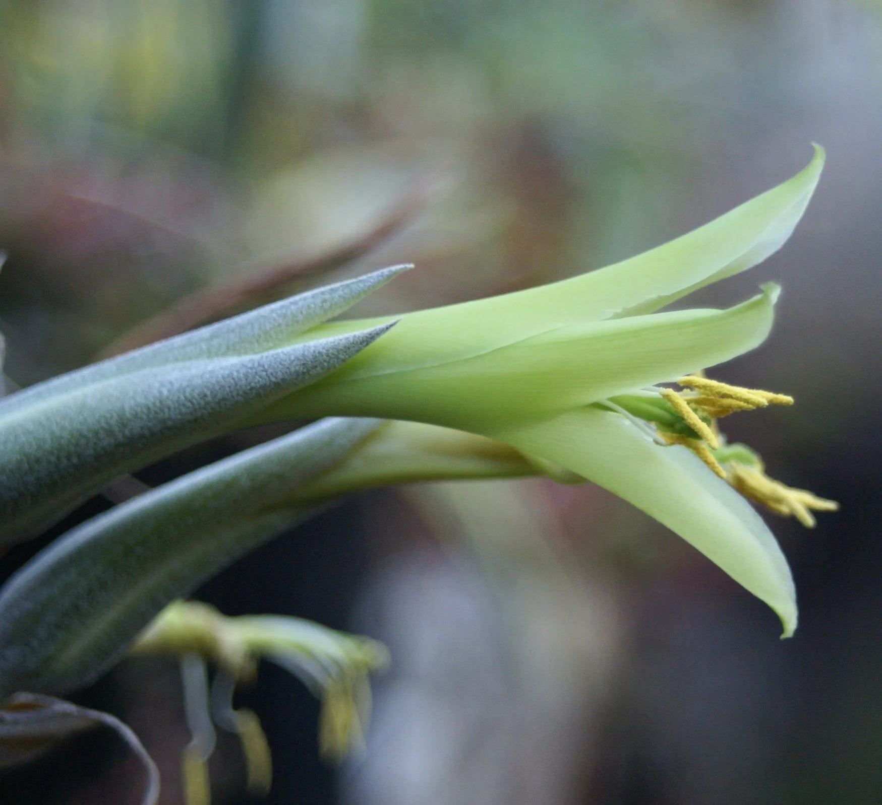 Yellow Puya Mirabilis Flower seeds for Planting - Fragrant Blossoms, Heirloom & GMO Free Seeds for Home Garden