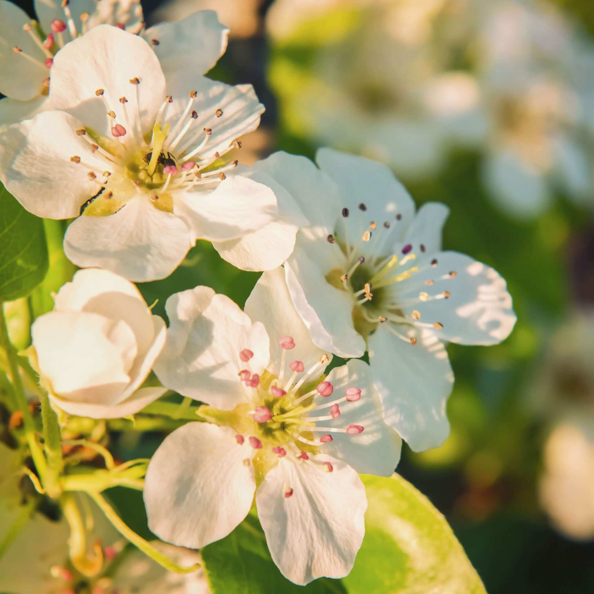 White Calleryana Flower seeds for Planting - Cut Flower Favorite, Heirloom & GMO Free Seeds for Home Garden
