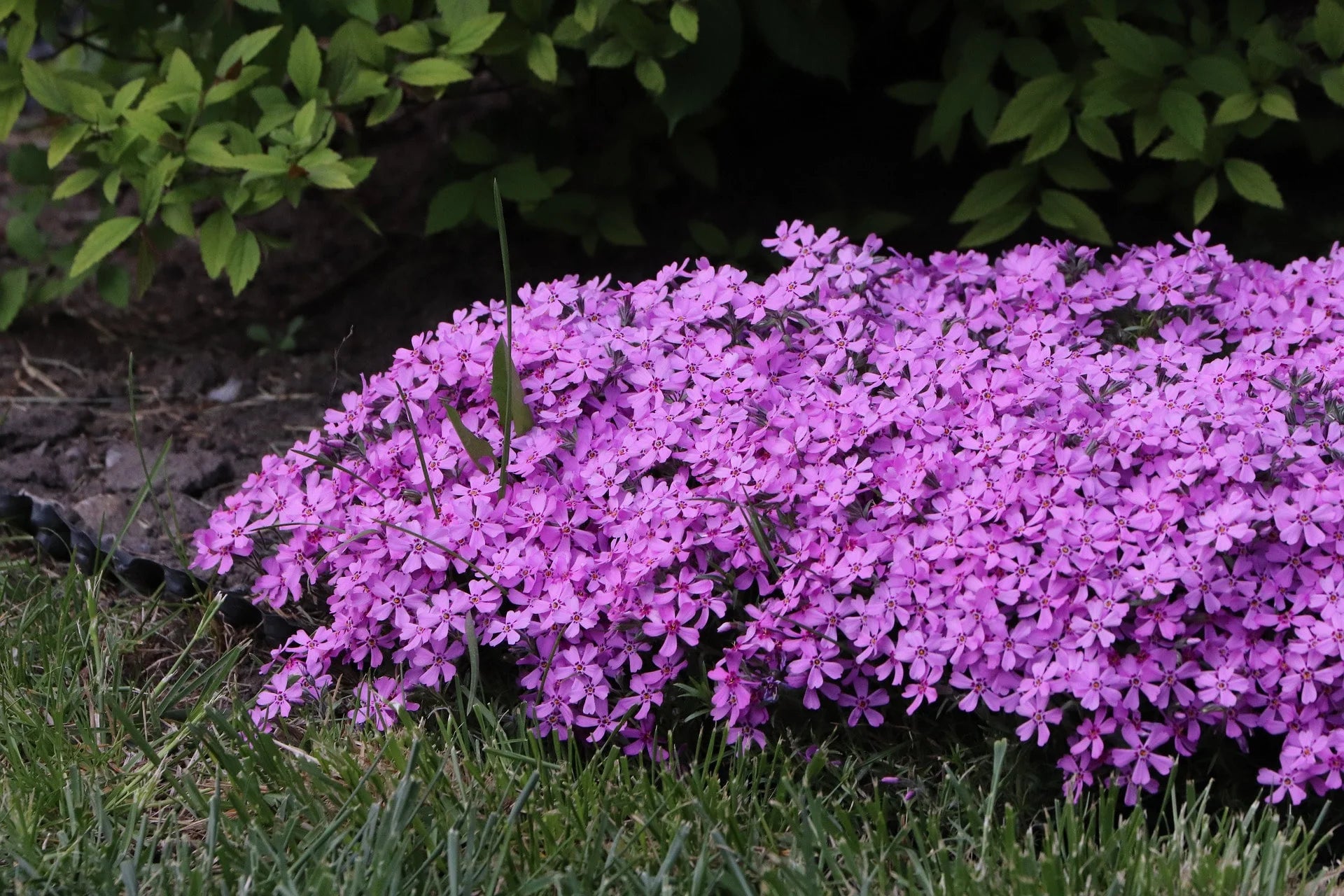Pink Aubrieta Flower seeds for Planting - Low Maintenance, Heirloom & GMO Free Seeds for Home Garden