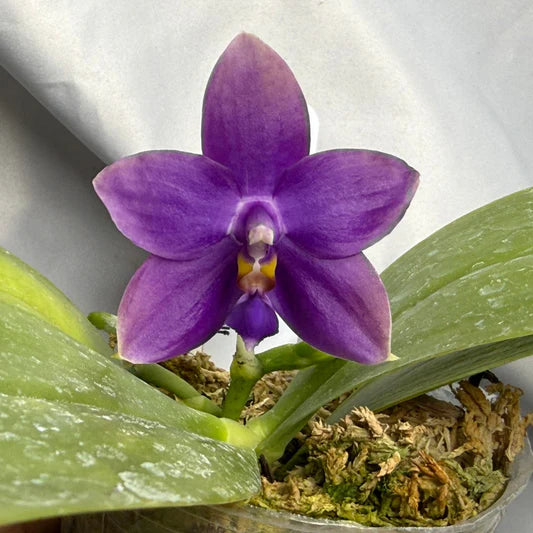 Blue-Purple Phalaenopsis Orchid Seeds Flower seeds for Planting - Perfect for Borders, Heirloom & GMO Free Seeds for Home Garden
