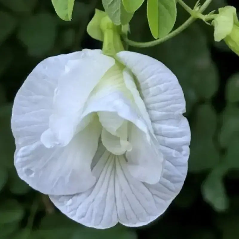Clitoria Flower seeds for Planting - Hardy Variety, Heirloom & GMO Free Seeds for Home Garden