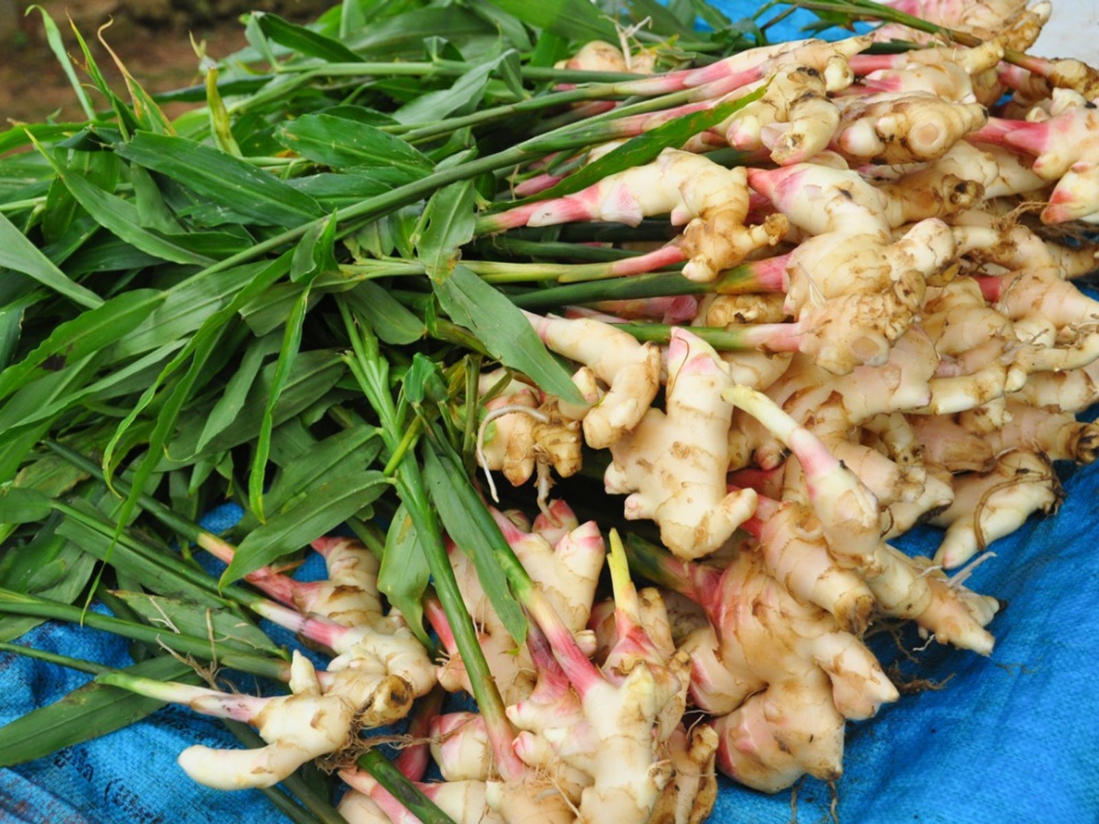Brown Ginger Planting Seeds for Vegetables for Planting, Premium Seeds | Heirloom Non-GMO - Evergrowseeds