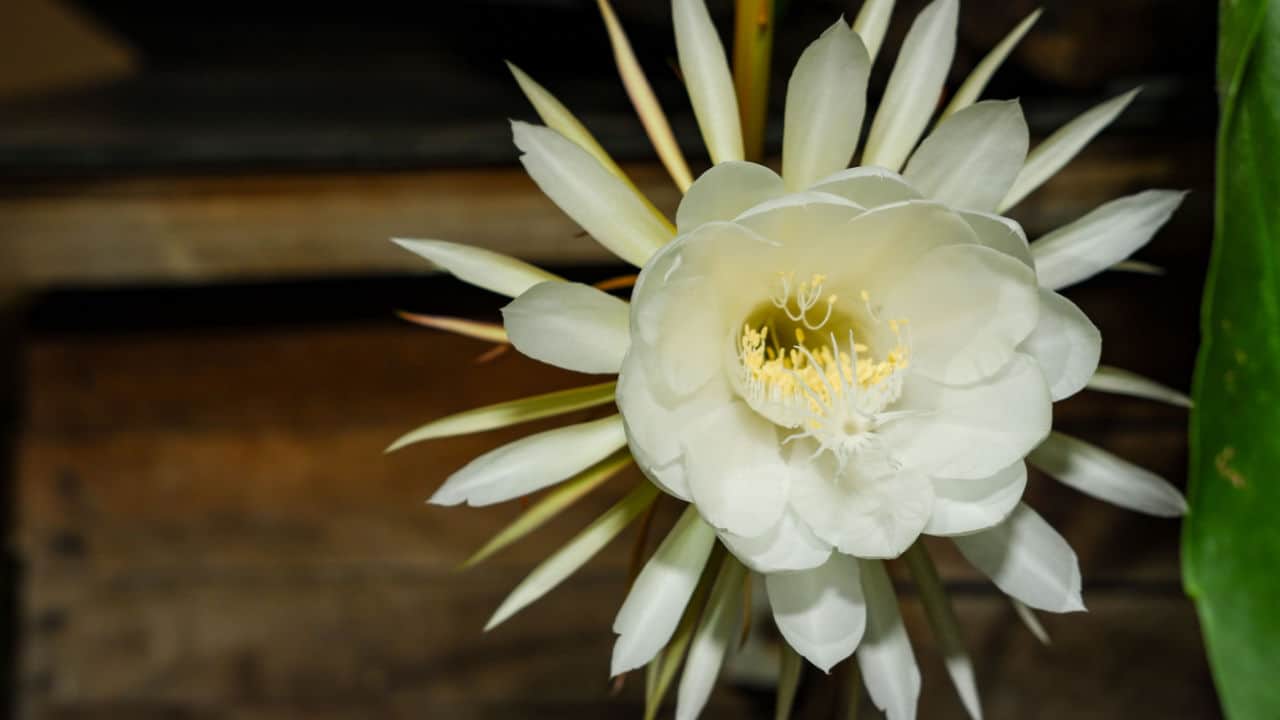 Cereus Flower seeds for Planting - Perfect for Borders, Heirloom & GMO Free Seeds for Home Garden