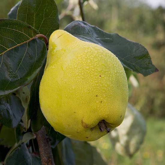 Yellow Quince Seeds for Planting  Grow Your Own Fruit - Evergrowseeds