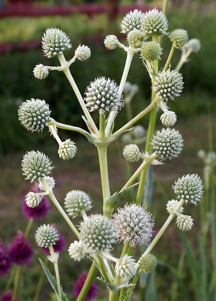 White Rattlesnake Master Flower seeds for Planting - Colorful Display, Heirloom & GMO Free Seeds for Home Garden