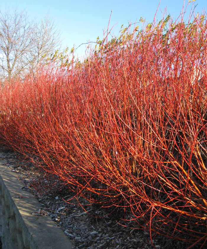 Flame Willow Flower seeds for Planting - Shade Tolerant, Heirloom & GMO Free Seeds for Home Garden
