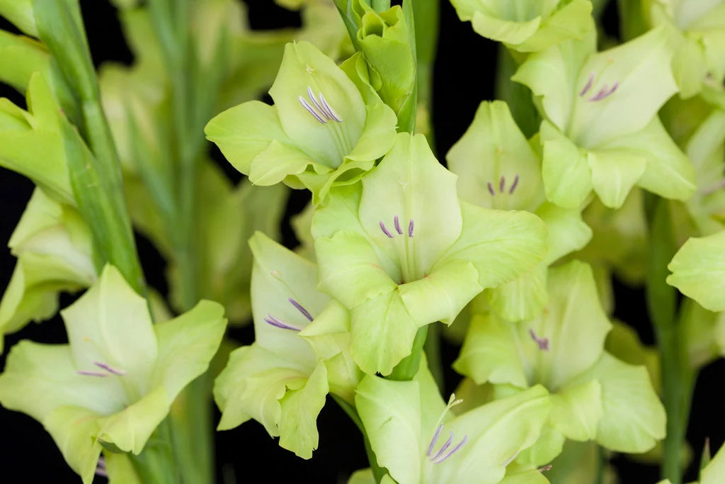 Light Green Gladiolus Flower Seeds for Planting Premium Quality Heirloom & GMO Free Seeds for Home Garden
 
 Sale