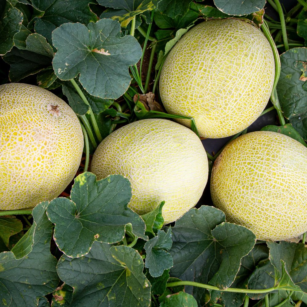 Lemon Drops Melon Cucumis melo Seeds for Planting in Garden & Orchard - Evergrowseeds