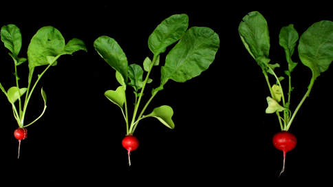 Meister Radish Seeds for Crisp, Mild-Flavored Radishes