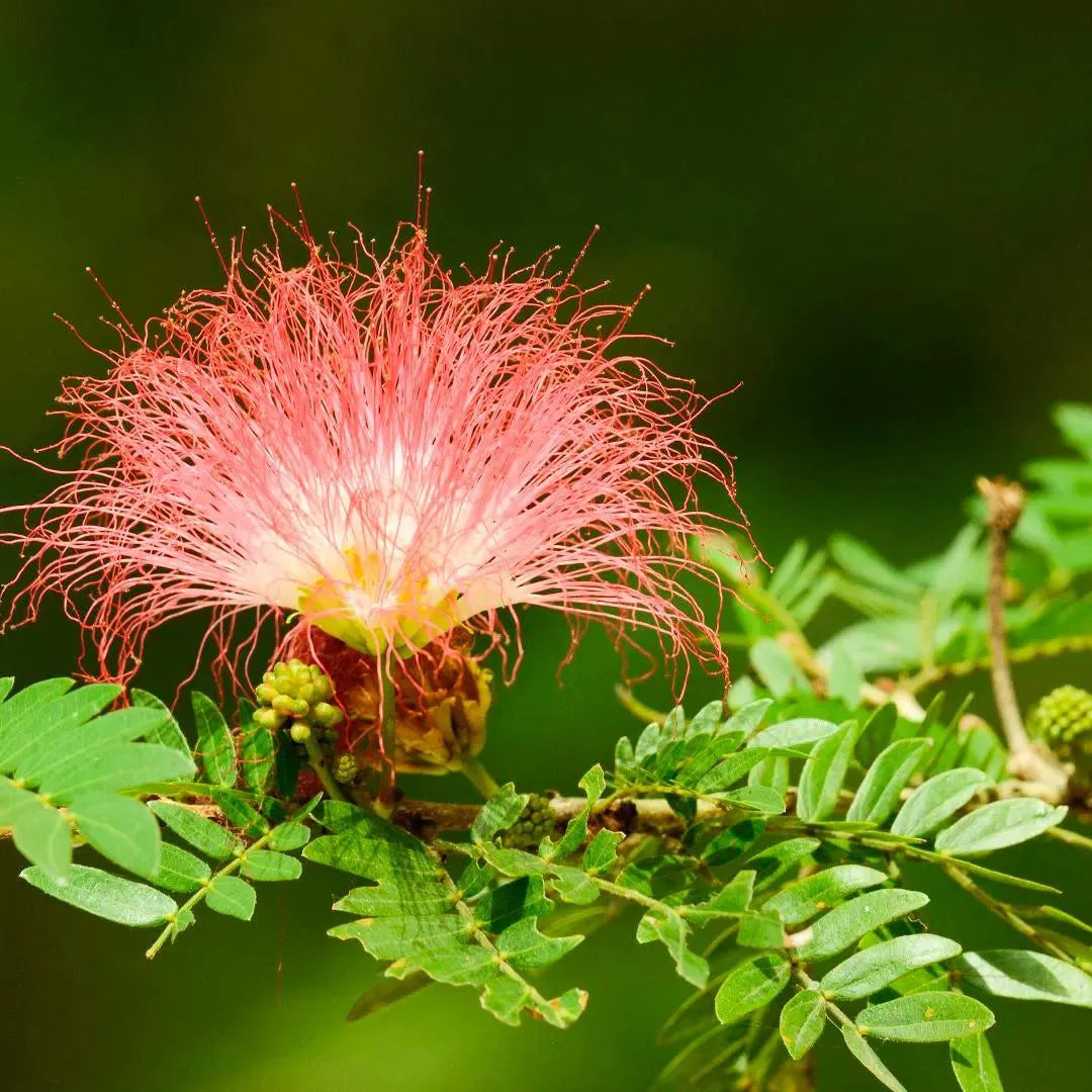 Pink Calliandra Eriophylla Flower seeds for Planting - Low Maintenance, Heirloom & GMO Free Seeds for Home Garden