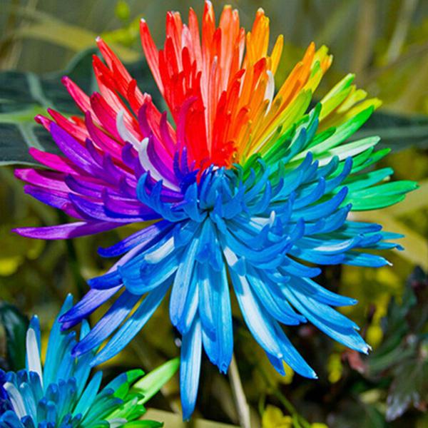 Rainbow Chrysanthemum Flower seeds for Planting - Fragrant Blossoms, Heirloom & GMO Free Seeds for Home Garden