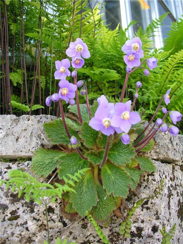 Ramonda Myconi Flower seeds for Planting - Low Maintenance, Heirloom & GMO Free Seeds for Home Garden
