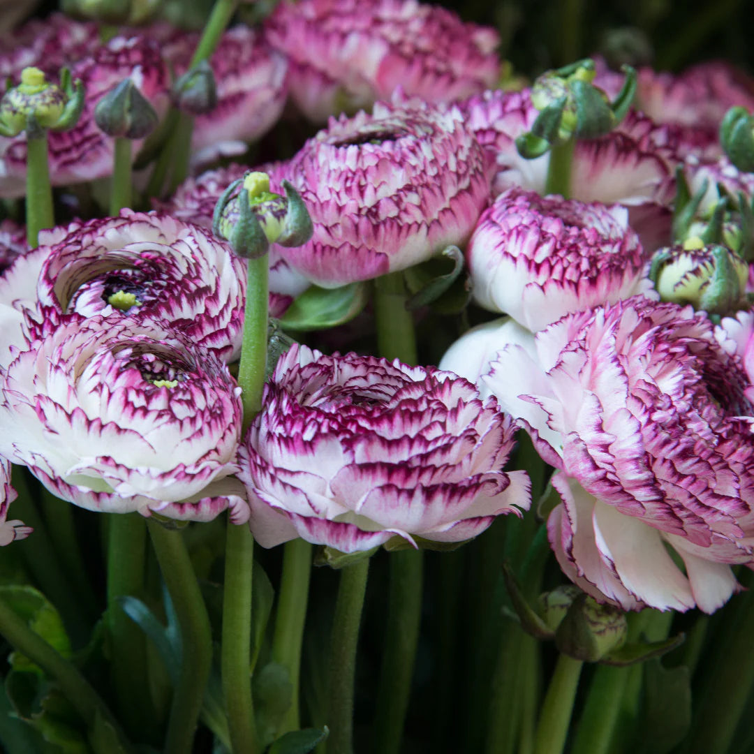 Purple White Ranunculus Flower seeds for Planting - Hardy Variety, Heirloom & GMO Free Seeds for Home Garden