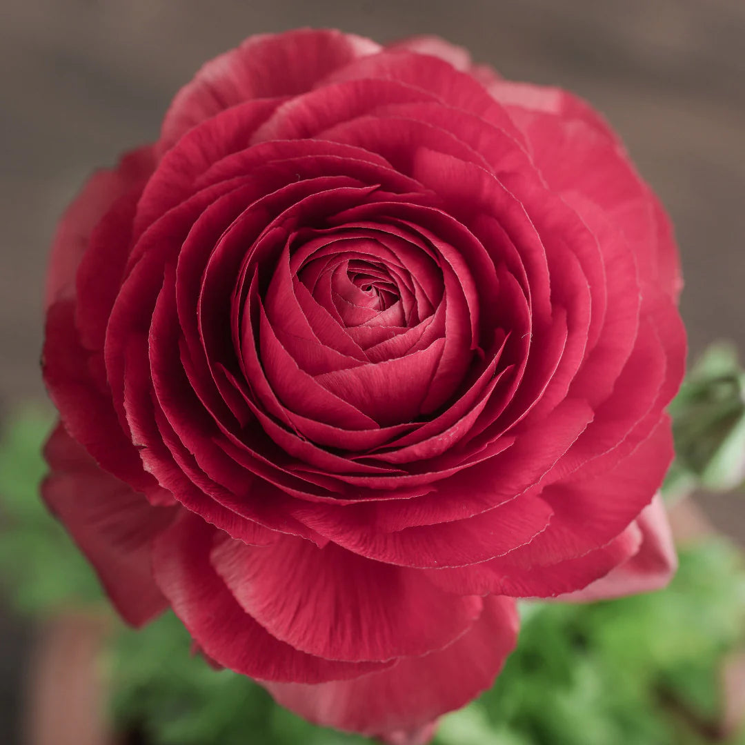 Dark Pink Rose Flower Seeds Compact Growth Heirloom & GMO Free Seeds for Home Garden
 
 Sale