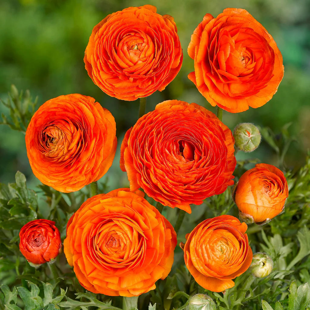 Yellow Red Ranunculus Flower seeds for Planting - Perfect for Borders, Heirloom & GMO Free Seeds for Home Garden
