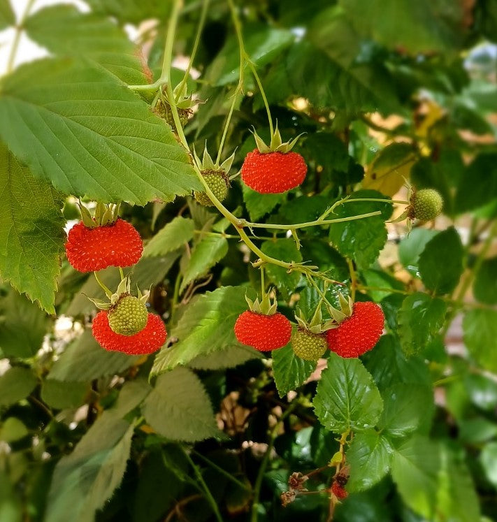 Thimbleberry Rubus Seeds for Easy Planting