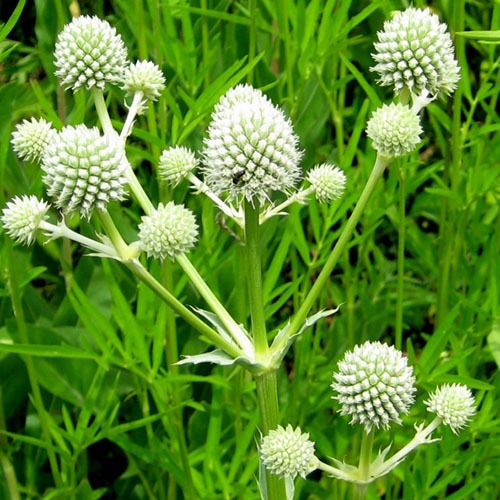 White Rattlesnake Master - Seeds For Thriving And Unique Garden Beautification Plant Seeds