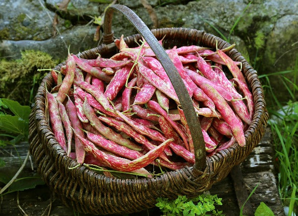 Mixed Pinto Bean Seeds for Garden Planting