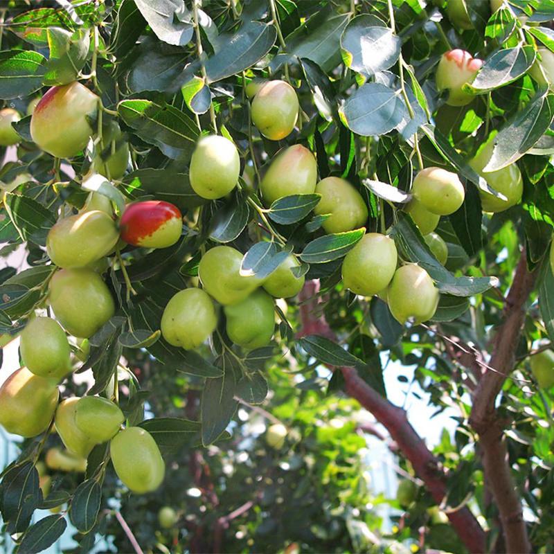Mixed Jujube Fruit Seeds for Planting