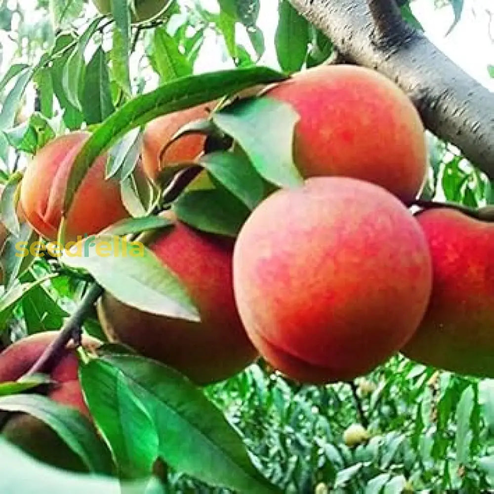 Red Aadoo Fruit Seeds for planting, ideal for home gardeners.
