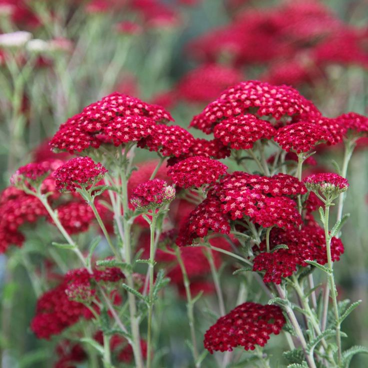 Pollinators visiting Red Achillea flowers