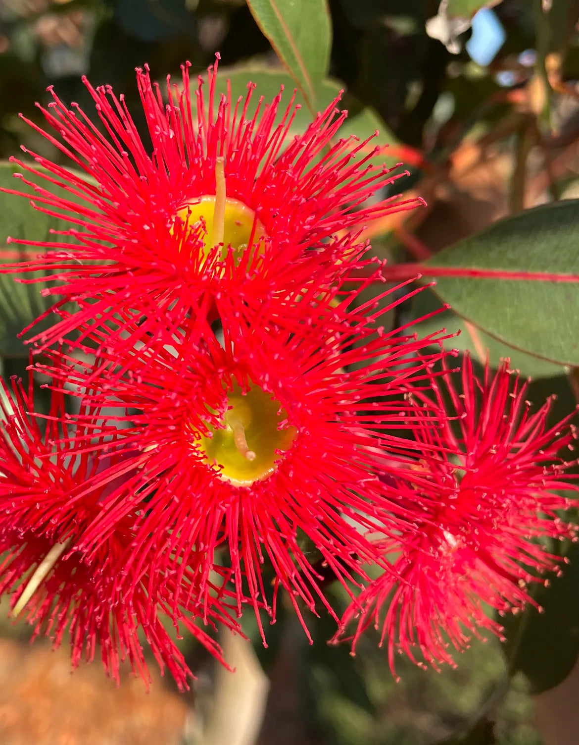 Ficifolia Flower seeds for Planting - Premium Quality, Heirloom & GMO Free Seeds for Home Garden