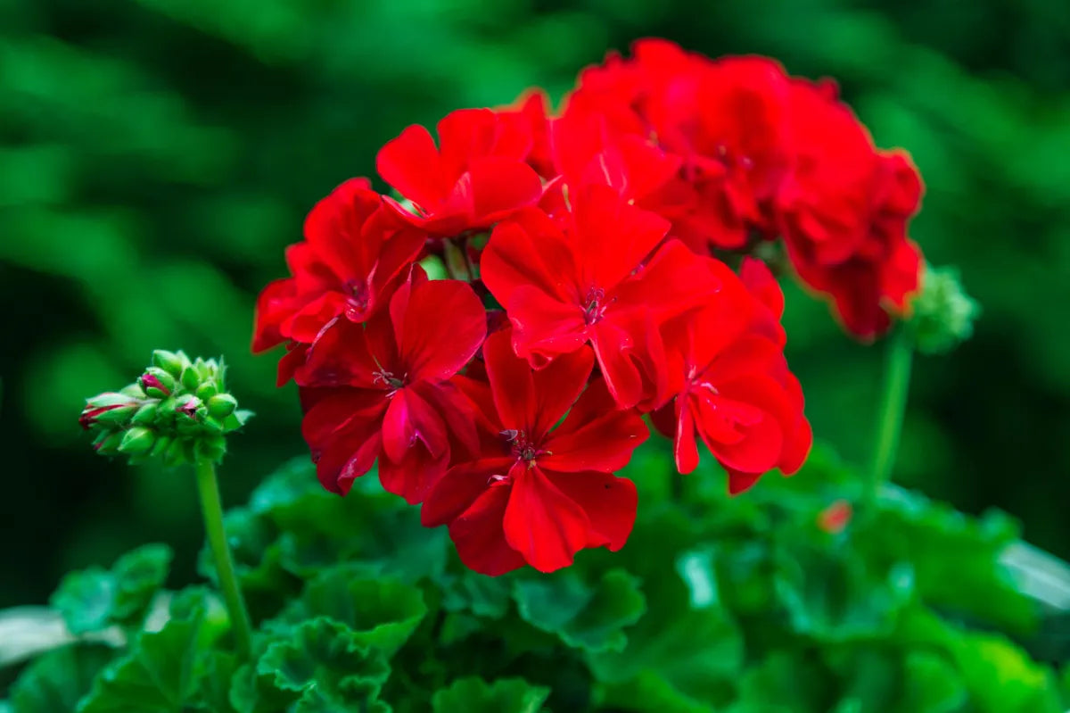 Red Pelargonium Flower Seeds for Planting Shade Tolerant Heirloom & GMO Free Seeds for Home Garden
 
 Sale