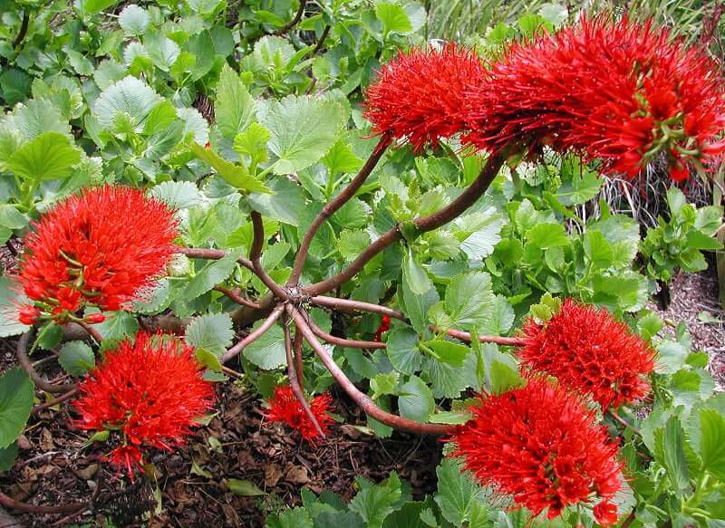 Red Greyia Sutherlandii flowers blooming in garden