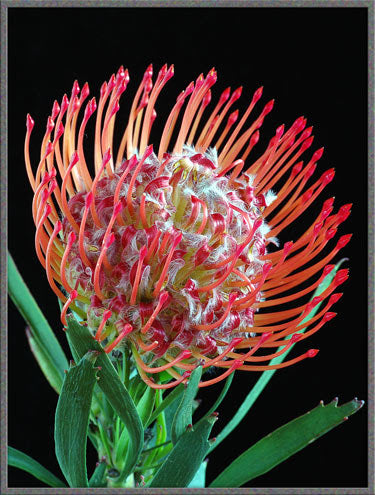 High germination Scabiosa seeds