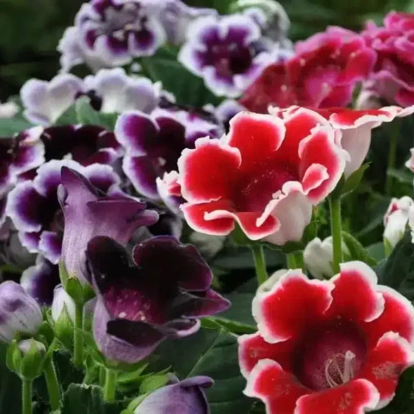 Burgundy Gloxinia Flower seeds for Planting - Cut Flower Favorite, Heirloom & GMO Free Seeds for Home Garden