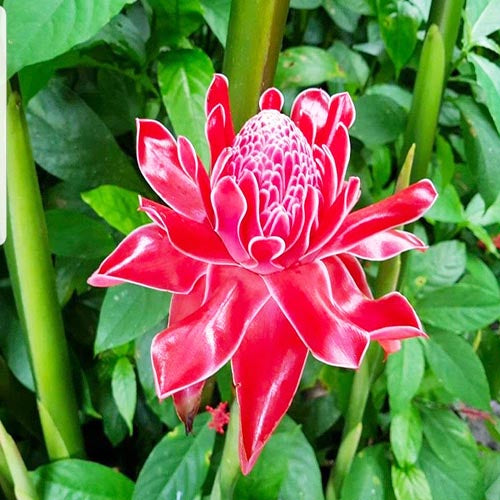 Pink Torch Ginger Flower seeds for Planting - Pollinator Friendly, Heirloom & GMO Free Seeds for Home Garden