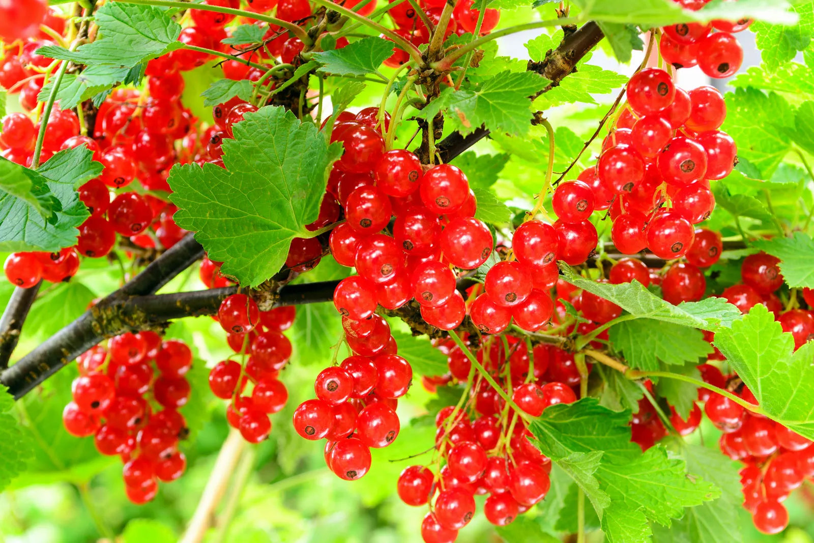 Red Currant Fruit Seeds for Planting  Grow Flavorful Currants in Your Garden