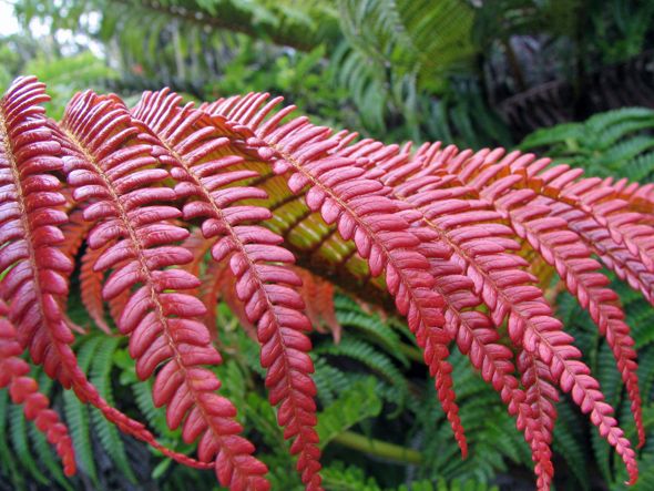 Fern Flower seeds for Planting - Long Bloom Season, Heirloom & GMO Free Seeds for Home Garden