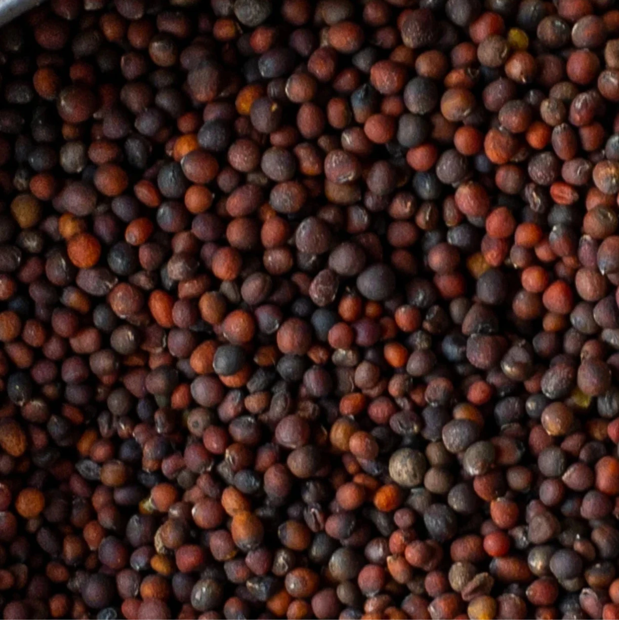 Organic Heirloom Cabbage Plant Seeds – Perfect for Salads and Cooking