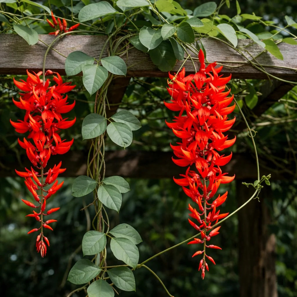 Red Jade Vine (Mucuna Bennettii) Flower seeds for Planting - Pollinator Friendly, Heirloom & GMO Free Seeds for Home Garden
