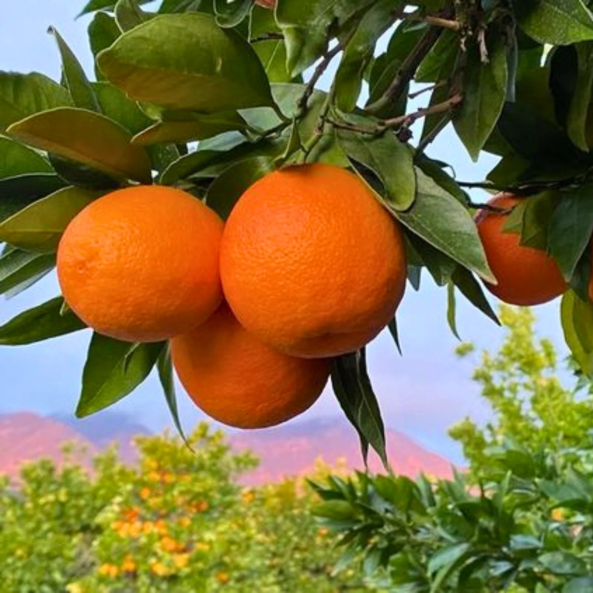 Bonsai Orange Tree Seeds for Indoor/Outdoor Planting