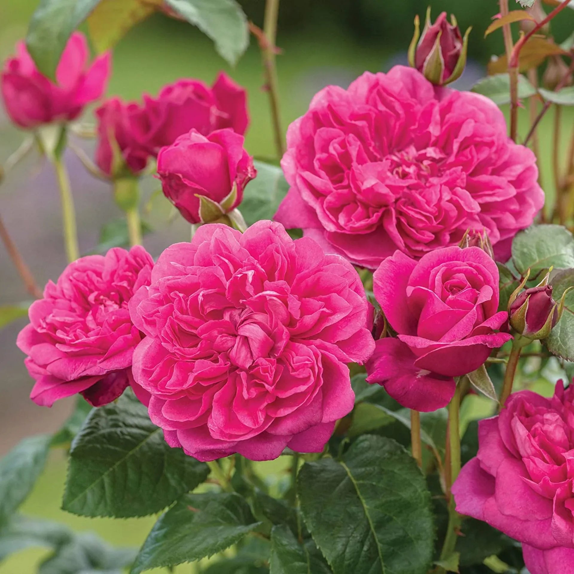 Red Pink Climbing Rose Flower seeds for Planting - Bright Blooms, Heirloom & GMO Free Seeds for Home Garden Sale
