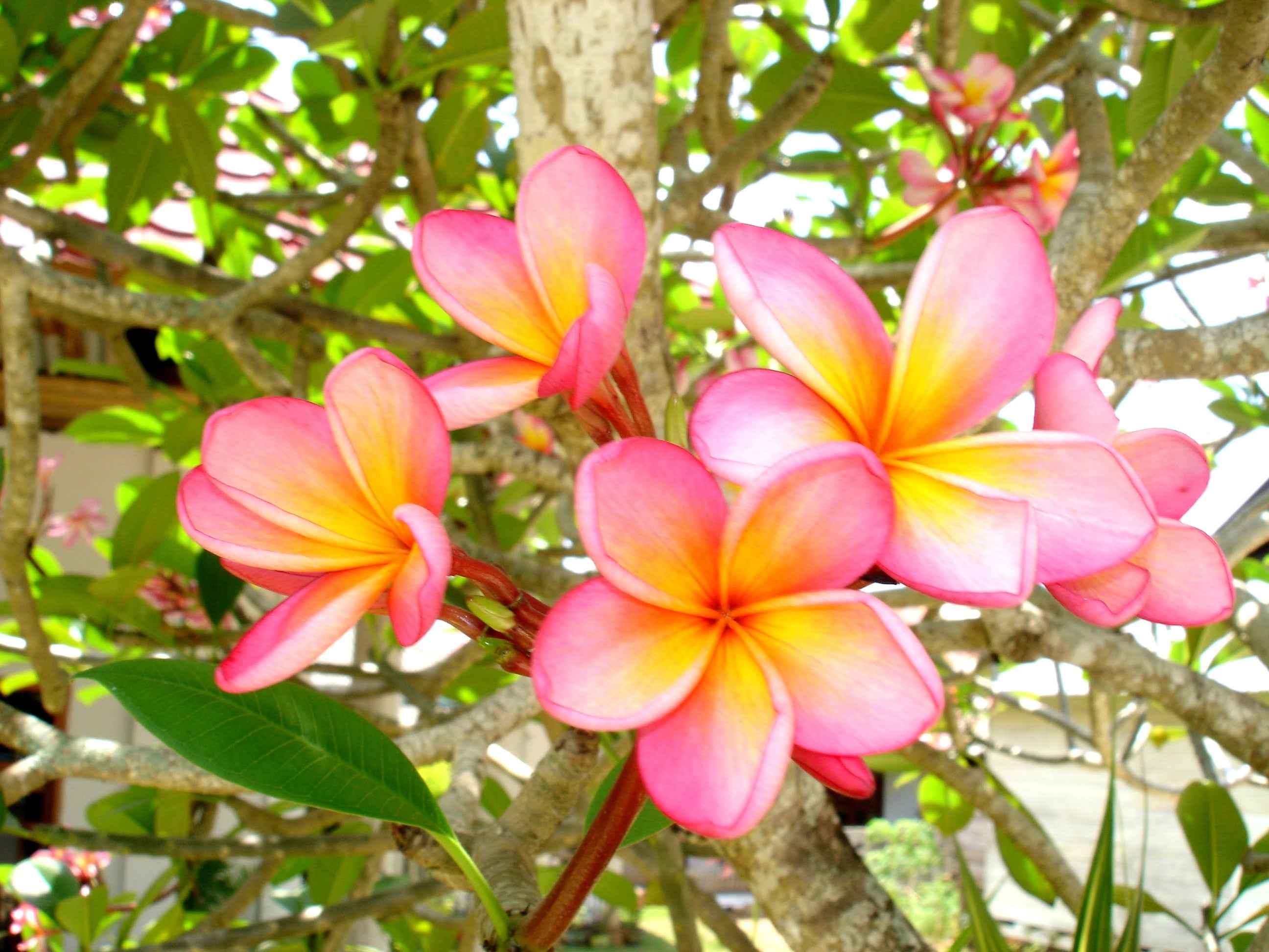Rubra Flower seeds for Planting - Premium Quality, Heirloom & GMO Free Seeds for Home Garden