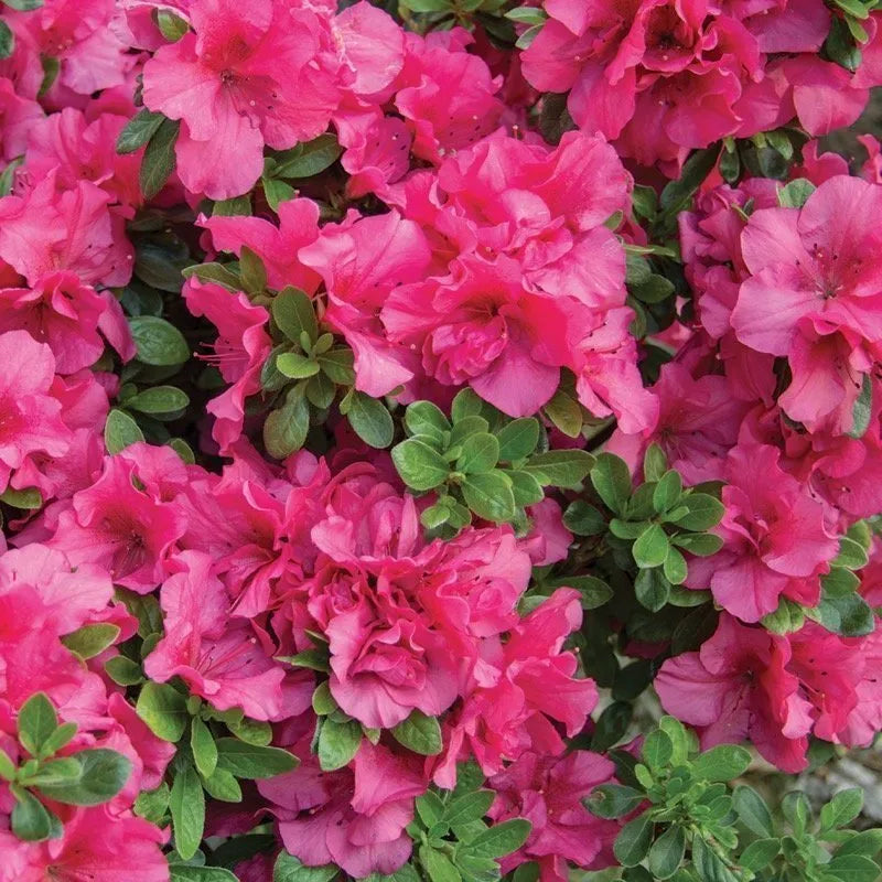 Azalea Pink Rhododendron Flower Seeds for Planting Sun Loving Heirloom & GMO Free Seeds for Home Garden
 
 Sale