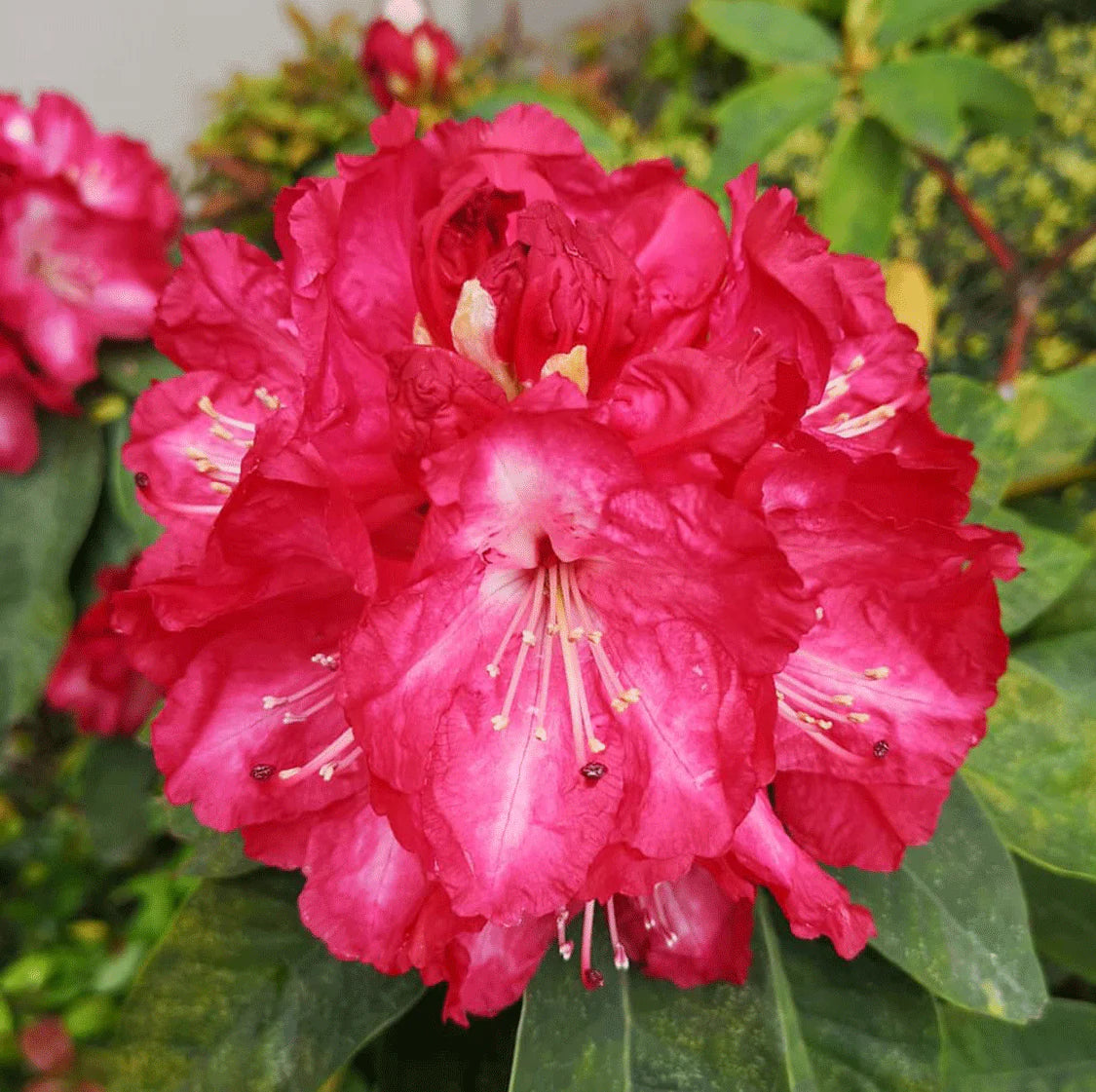 Red Rhododendron Seeds for Planting - Perennial Blooms - Evergrowseeds