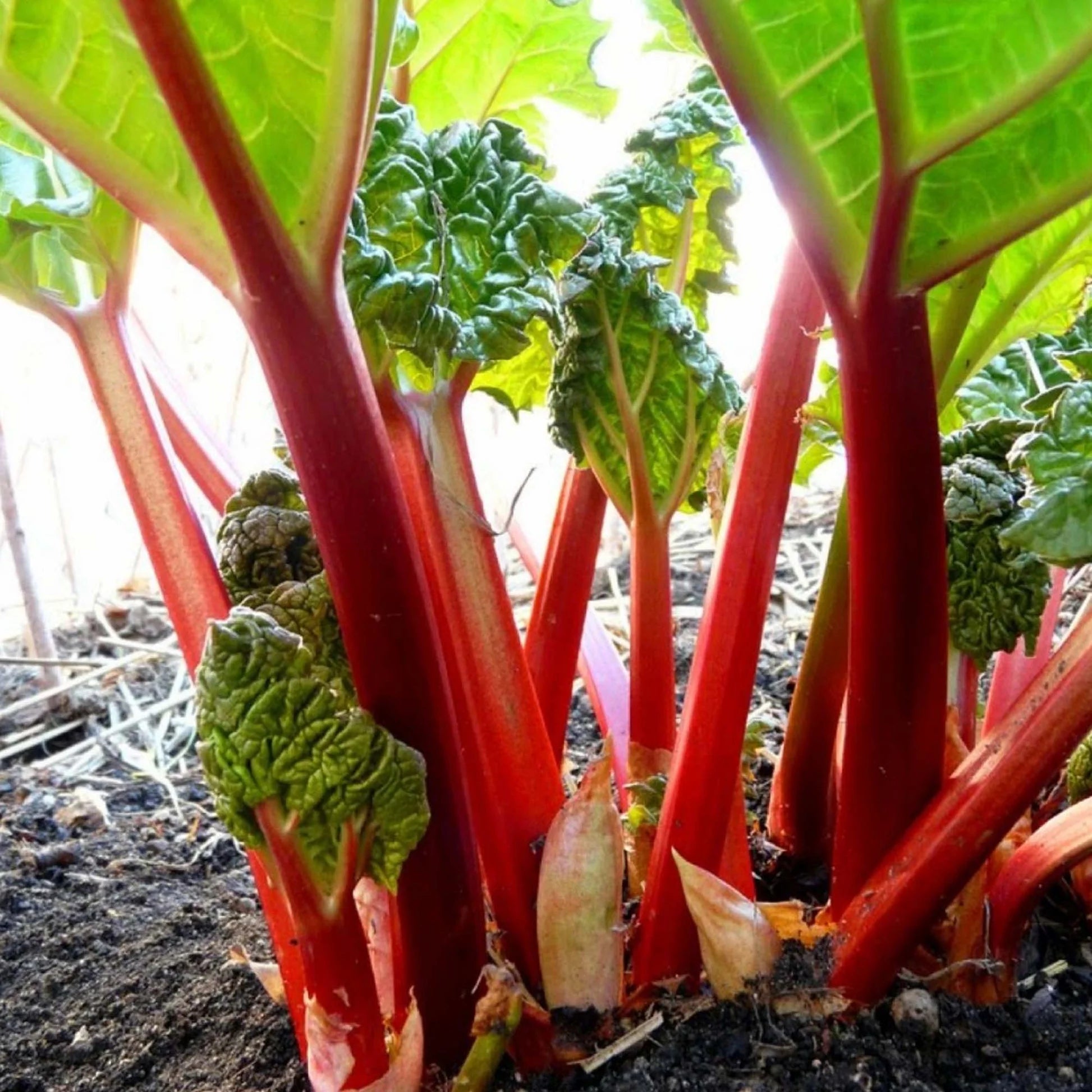 Glaskins Perpetual Rhubarb (Pieplant) Rheum rhabarbarum Vegetable Seeds for Planting, Premium Seeds | Heirloom Non-GMO