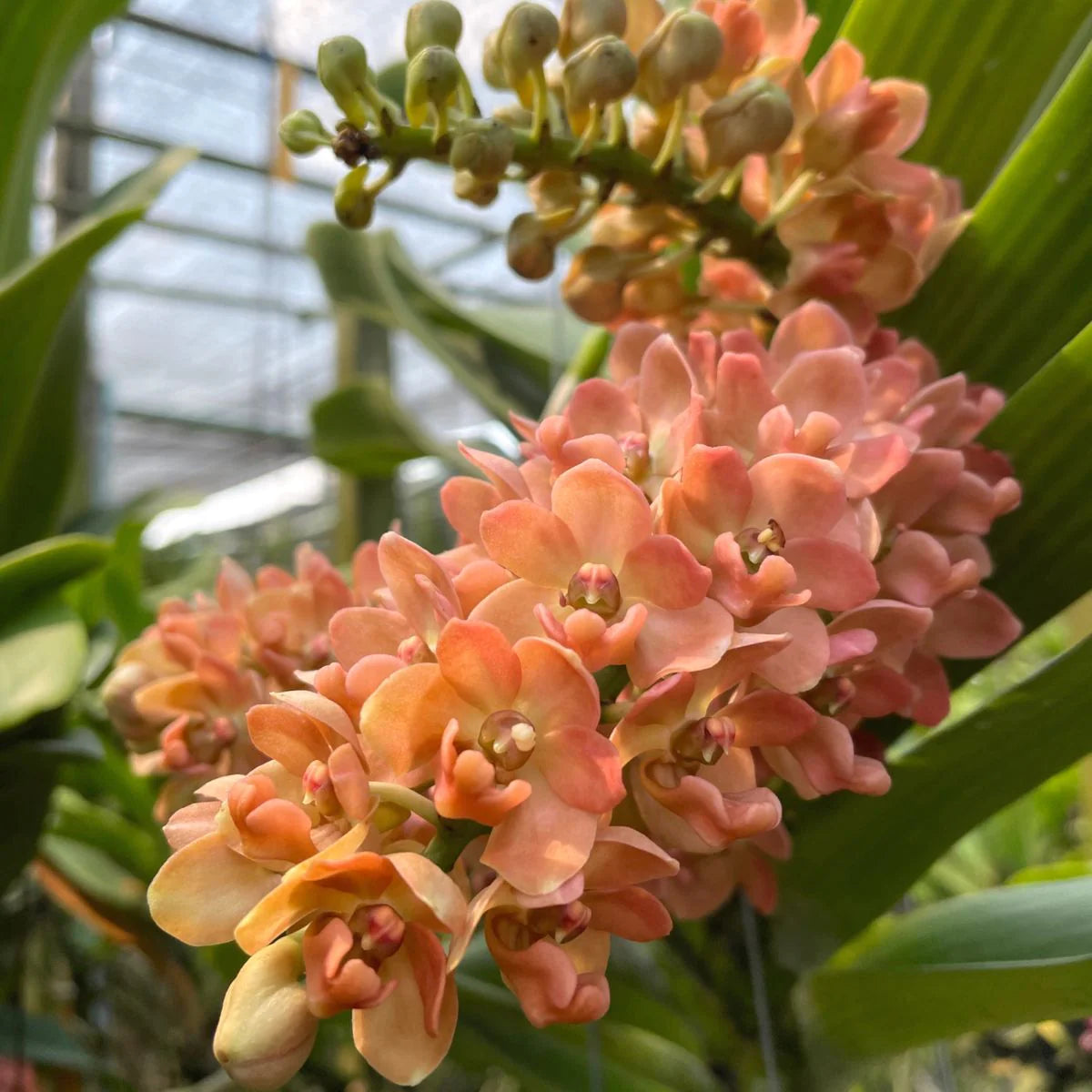 Peach Phalaenopsis Orchid Flower seeds for Planting - Seasonal Bloomer, Heirloom & GMO Free Seeds for Home Garden