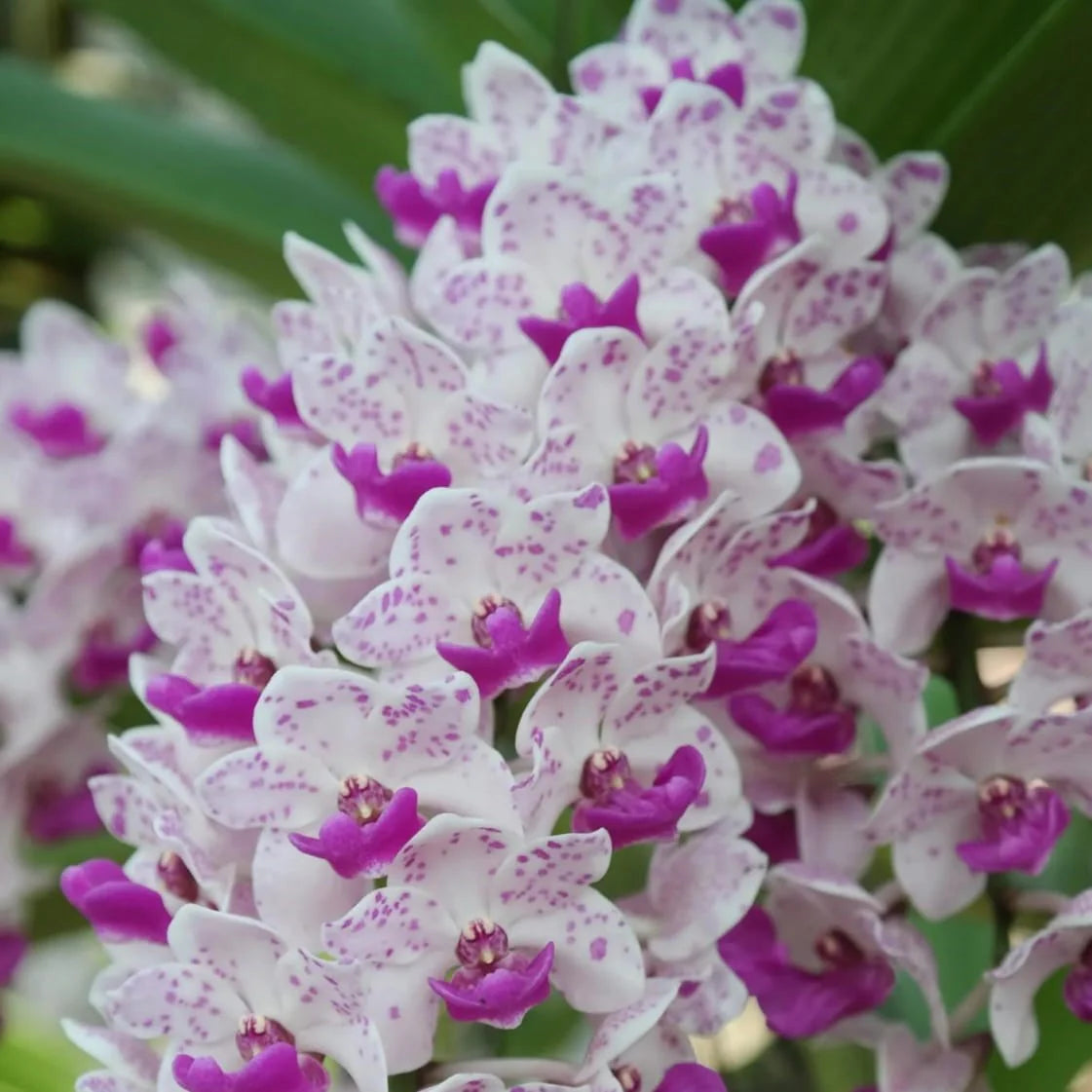 White Violet Cymbidium Flower seeds for Planting - Vibrant Colors, Heirloom & GMO Free Seeds for Home Garden