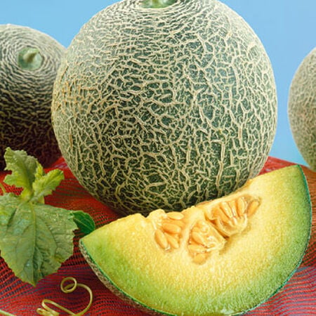 Rocky Ford Melon Planting Vegetable Seeds