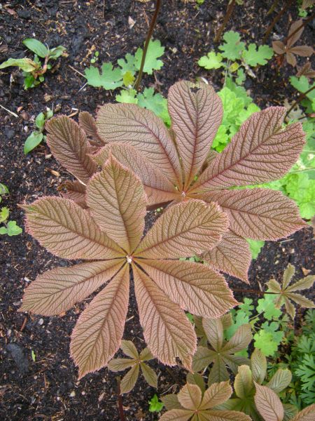 Brown Rodgersia Henrici Flower seeds for Planting - Premium Quality, Heirloom & GMO Free Seeds for Home Garden