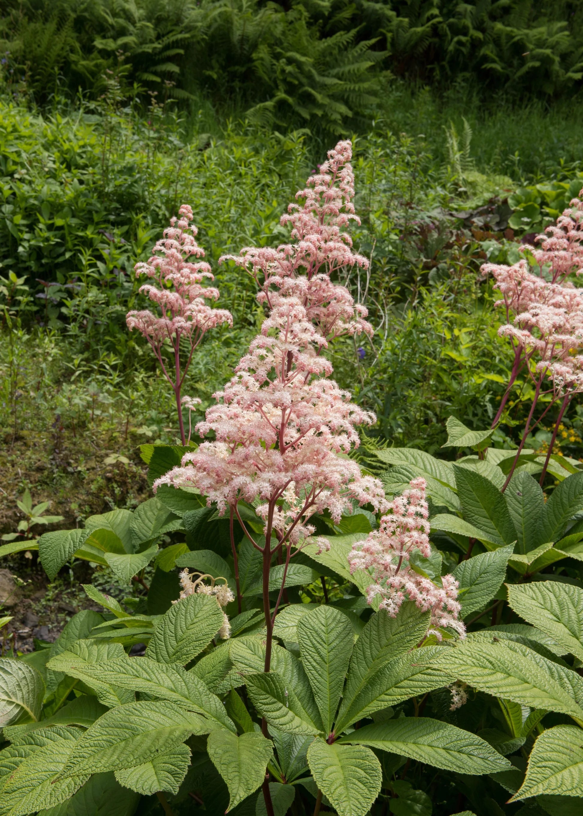 Rodgersia Flower seeds for Planting Wildflower Mix Heirloom & GMO Free Seeds for Home Garden