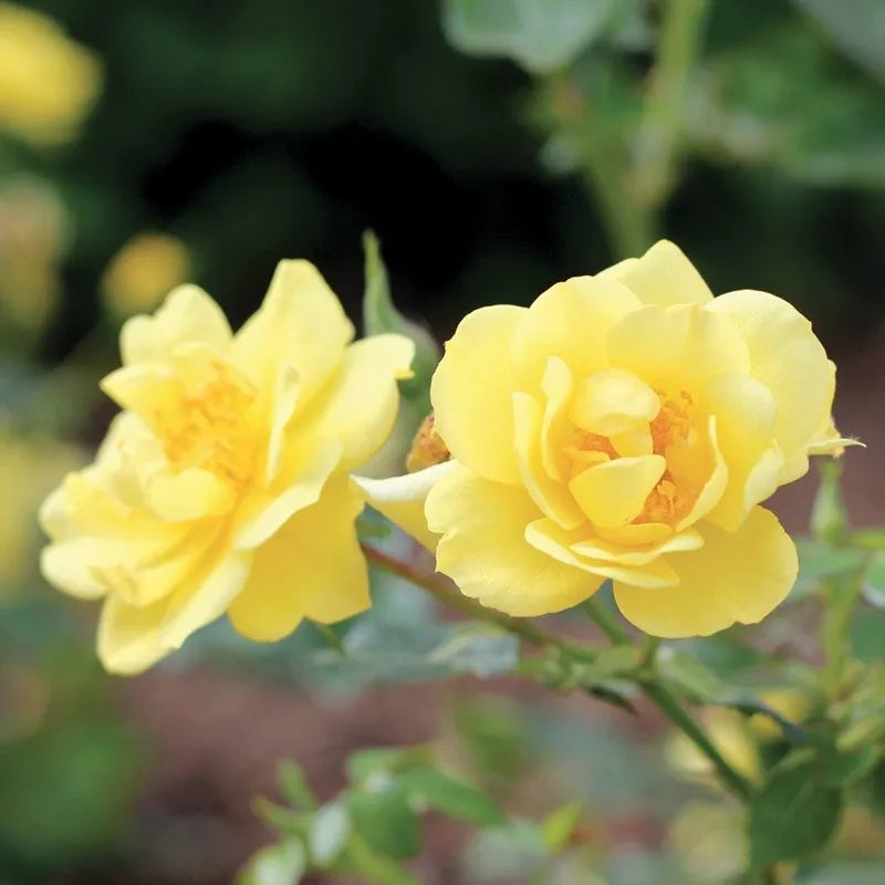 Heirloom Lemon Yellow Osiria Rose Flower Seeds for Planting Pollinator Friendly Heirloom & GMO Free Seeds for Home Garden 
 
 Sale