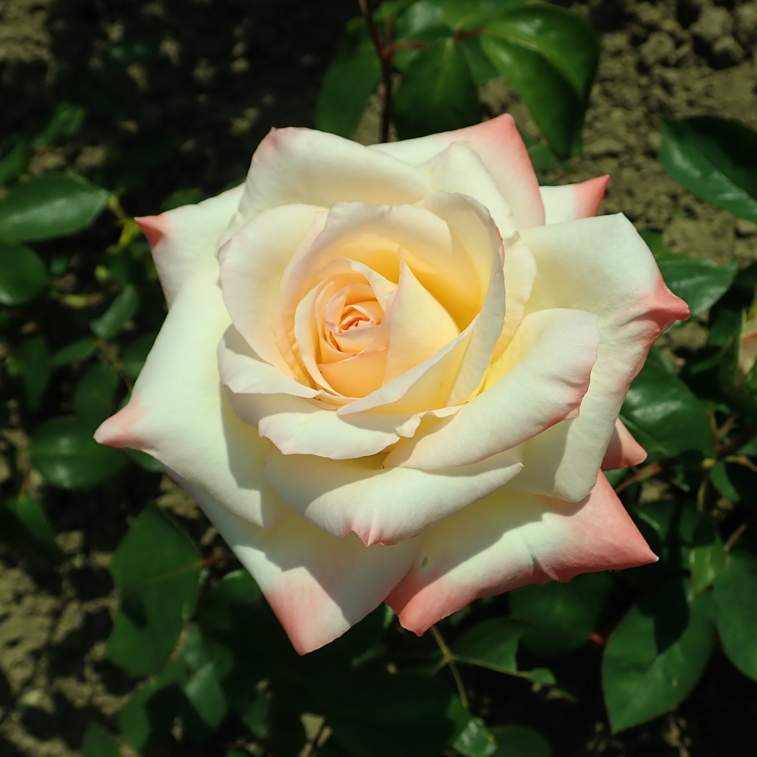 Pink Wales Rose Flower seeds for Planting - Premium Quality, Heirloom & GMO Free Seeds for Home Garden