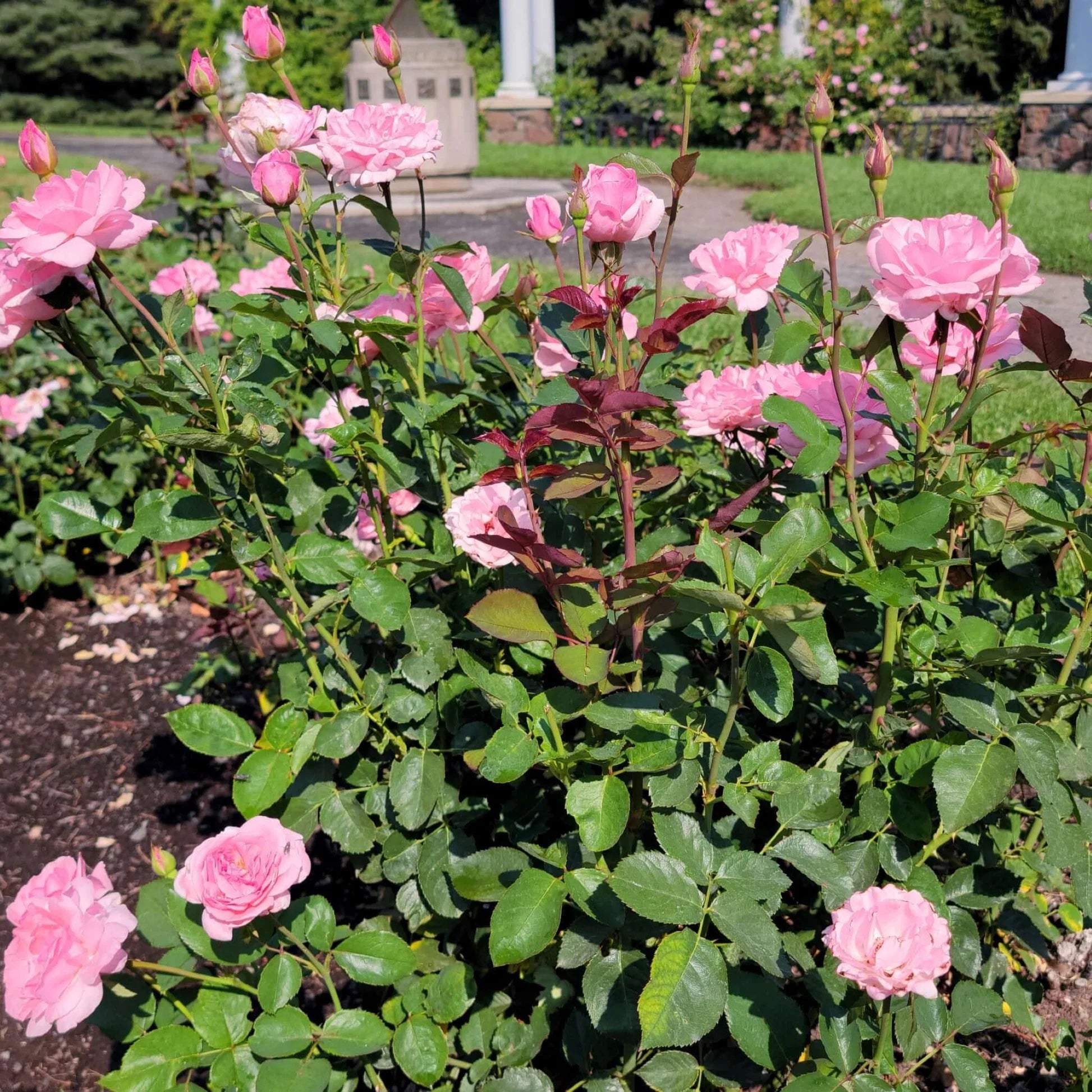 Rose Queen Elizabeth Flower seeds for Planting - Vibrant Colors, Heirloom & GMO Free Seeds for Home Garden