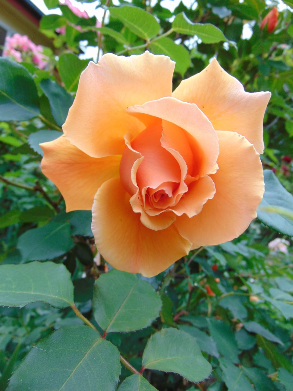 Orange Joey Hybrid Tea Rose Flower seeds for Planting - Cut Flower Favorite, Heirloom & GMO Free Seeds for Home Garden